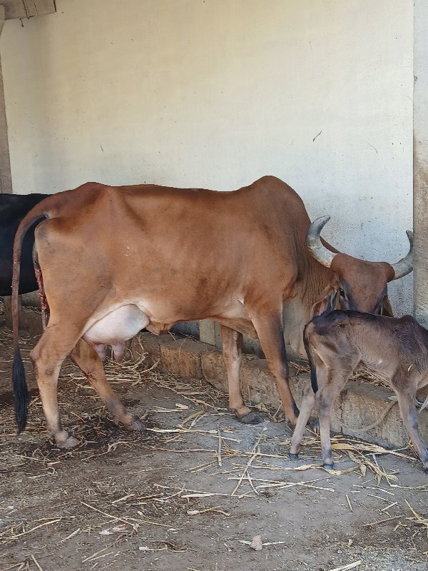 ગાય દેસી