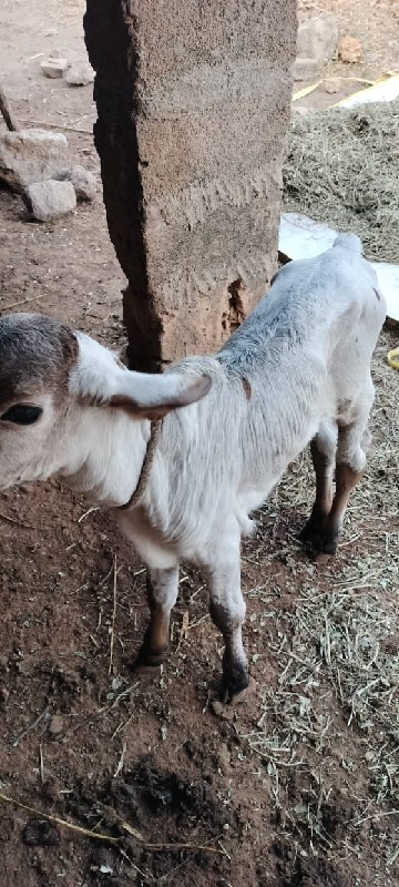 ગાય કાબરી બેમયન...