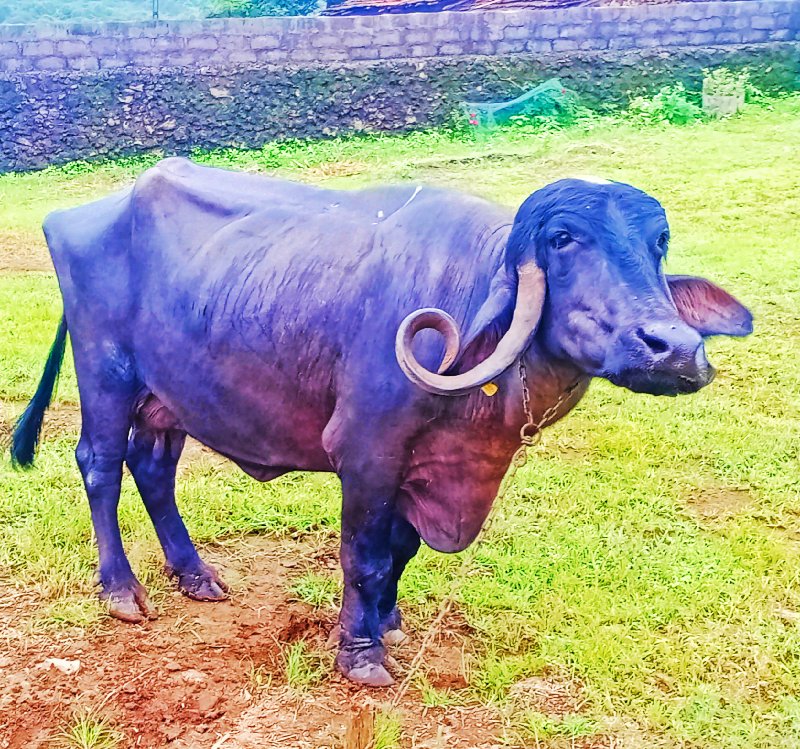 ભેંસ વેચવાની છે