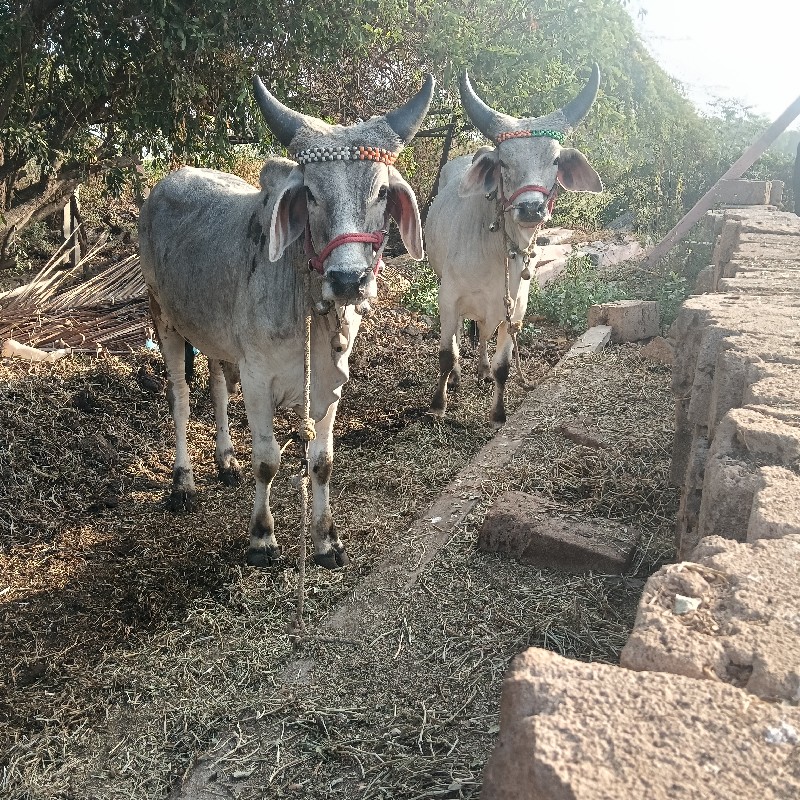 ગોઢલા વેચવા ના...