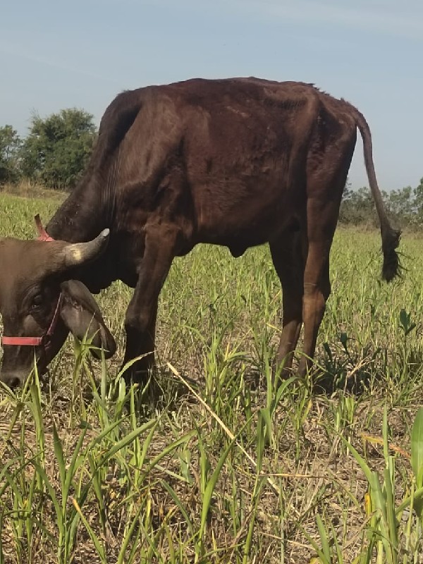 વાછડી વેચવાની છ...