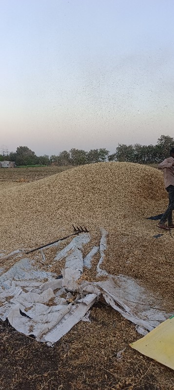 ચણા નું ખારિયું...