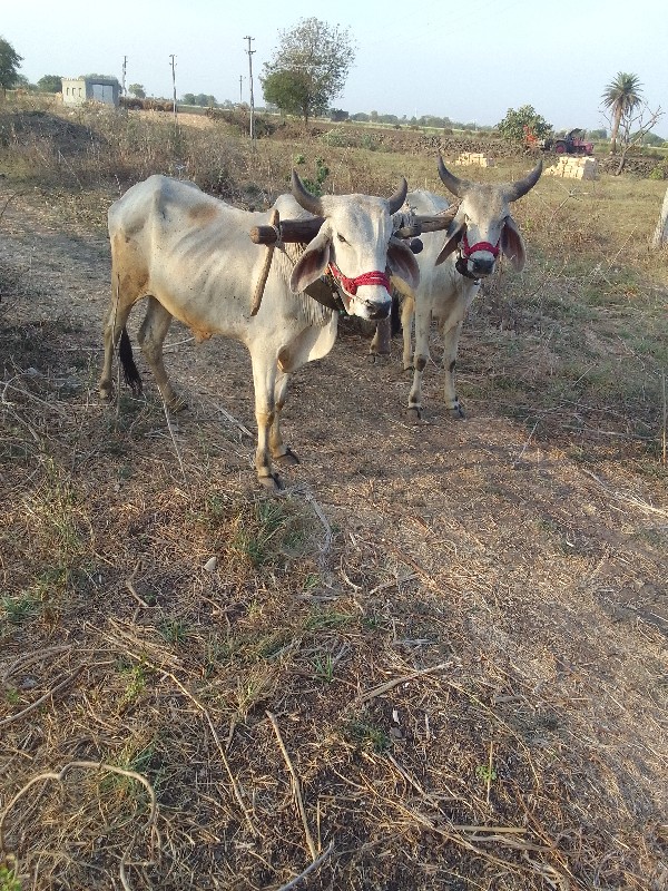 ગોઢલા વેચવાના છ...