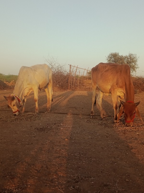 ગોઢલા વેચવાના છ...