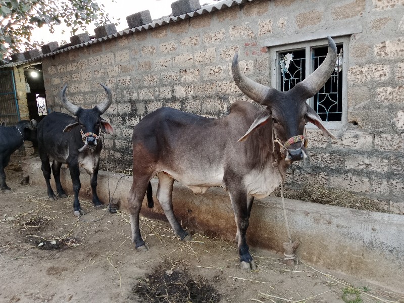ગોઢલા વહેંચવાના...