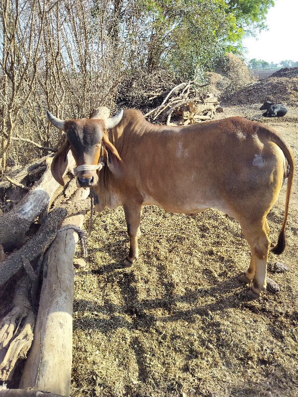 ગાય વેચવાની છે