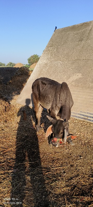 કાકરેજ હોળકી વે...