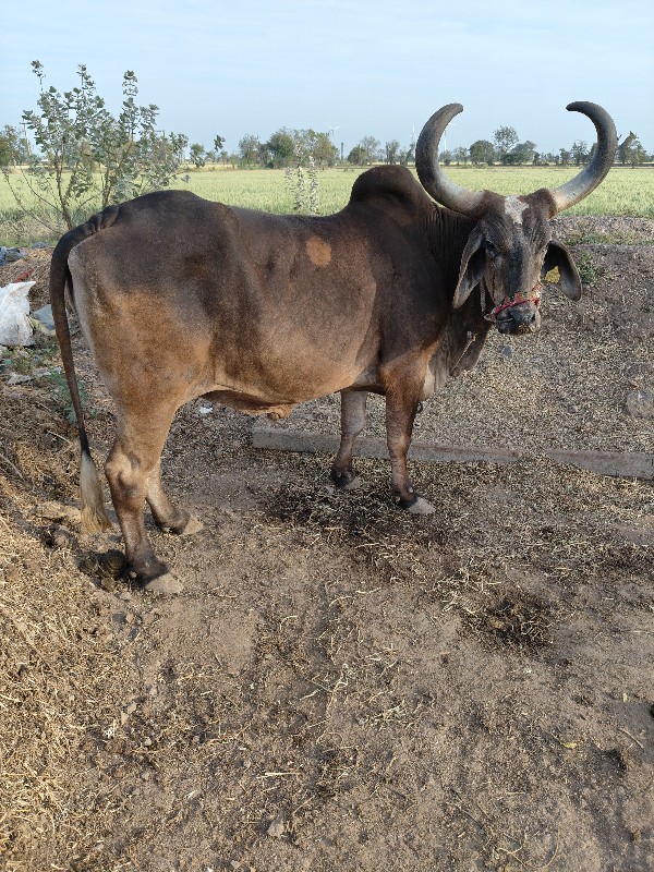 એકબડવેચવાનોછે