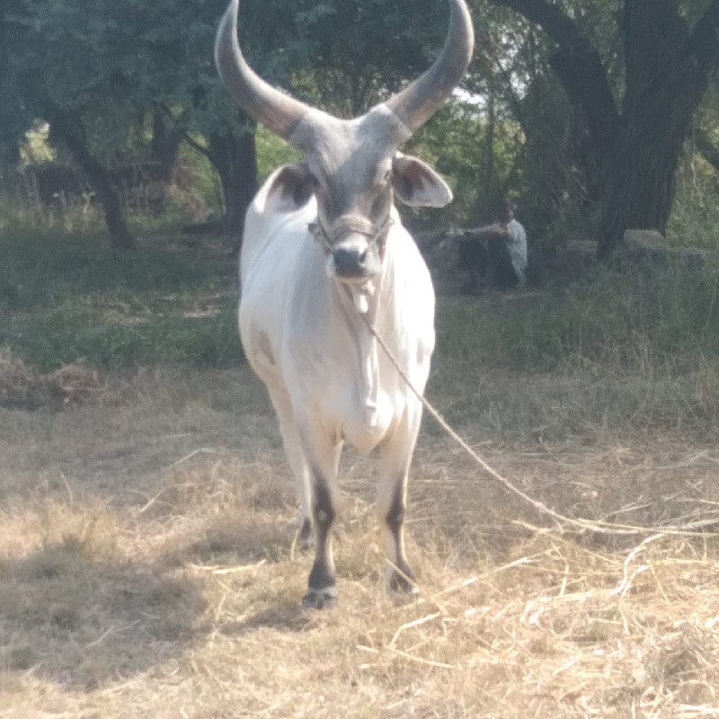 Kesar