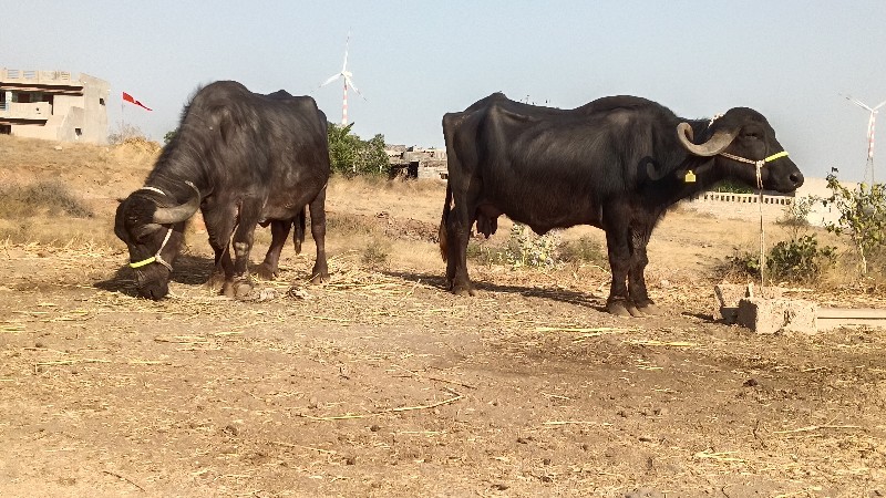 બે ભેસુ વેશવા ન...