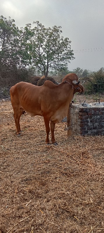 ગાય વેચવાની છે