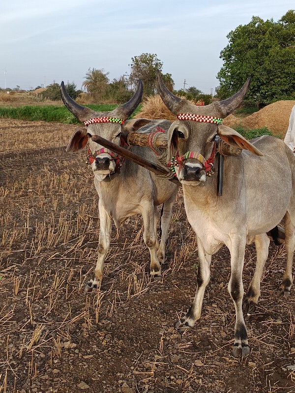 ગોઢલા વેચવાના છ...