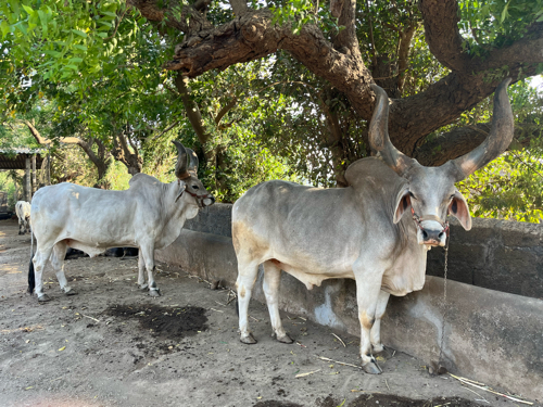 બળદ વેચવાના છે