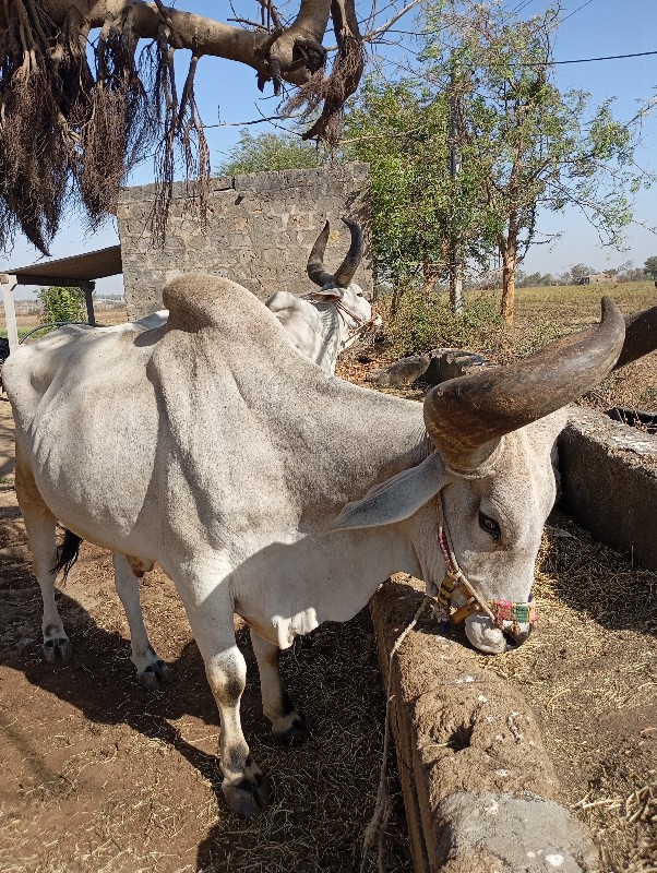 બળદ વેચવાનાછે