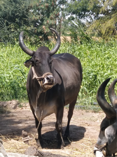 બળદ વેચવાનો છે