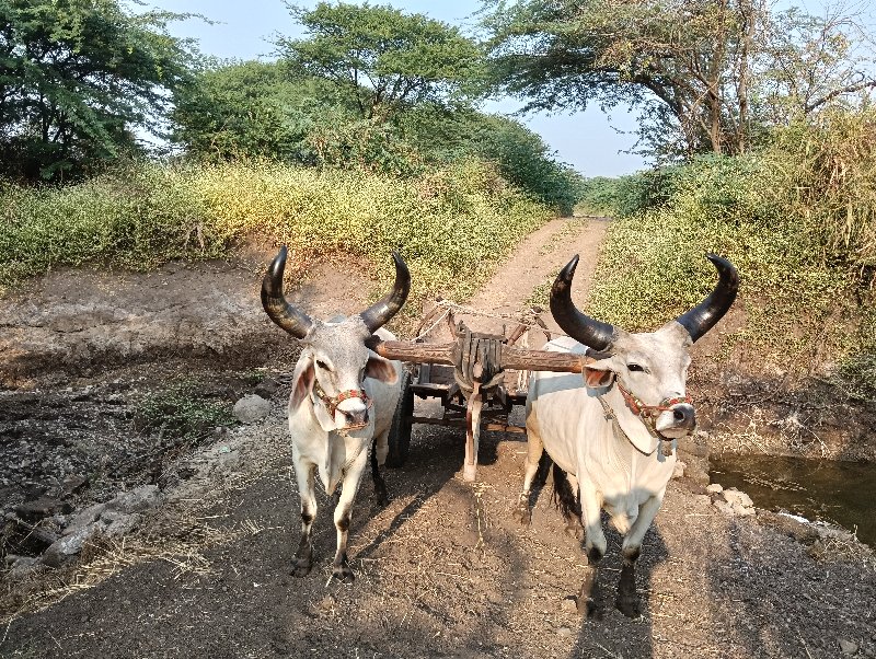 બળદ  વેસવાના છે