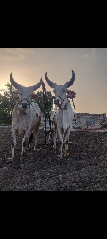 ગોઢલા વેચવાના છ...