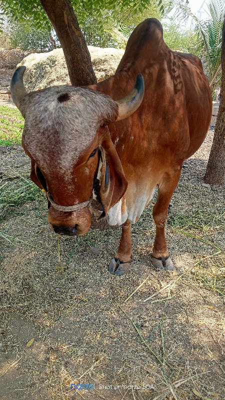 ગાય