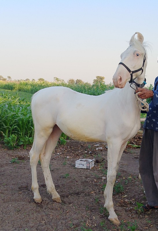 વસેરો વેચવા નો...