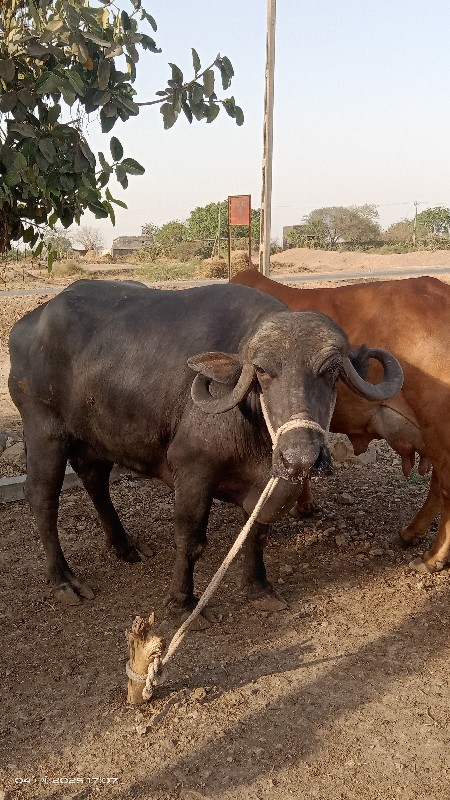 ભેંસ વેચવાની છે