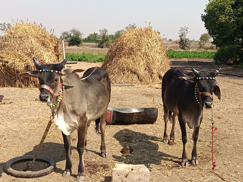 ગોઢલા વેચવાના છ...