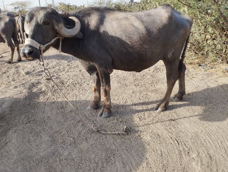 મુનાભાઈ