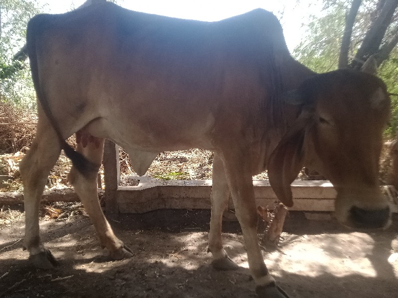 એક.તીજુ..દુધ.7....