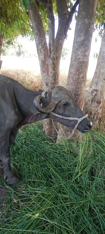 આ ભેંસ વેચવાની...