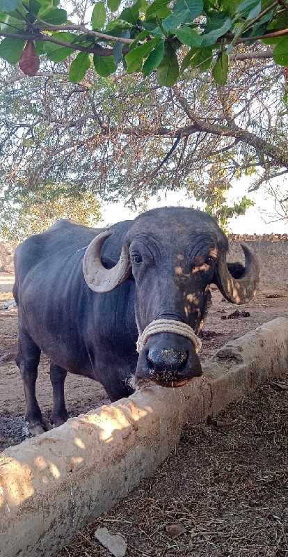 વેચવાની છે