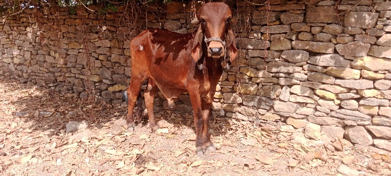 ગોઢલો.વેચવાનોછે