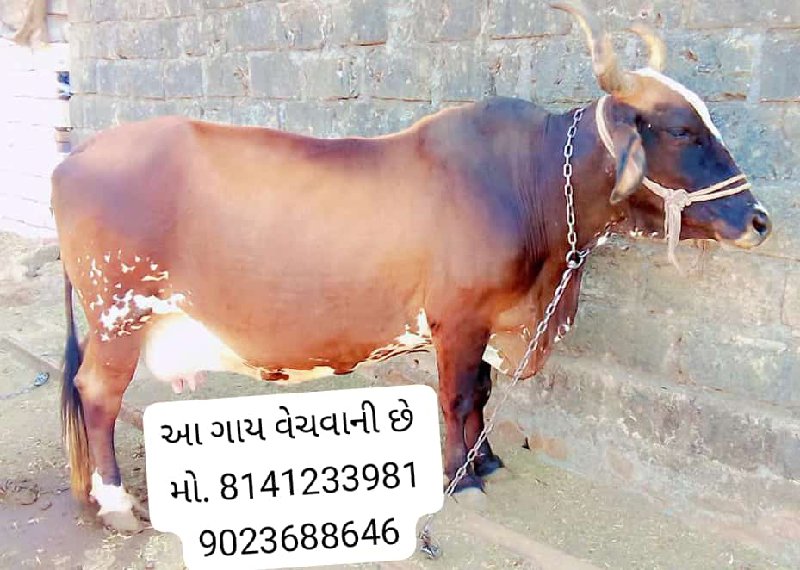 લેવા માટે કોનટે...