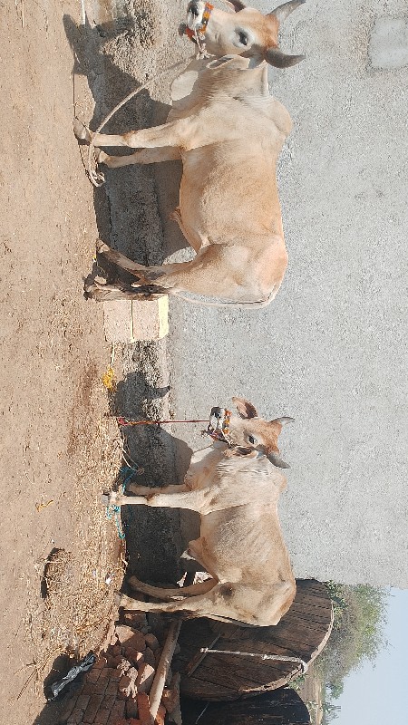 ઘોધલાનુસાટુકરવા...