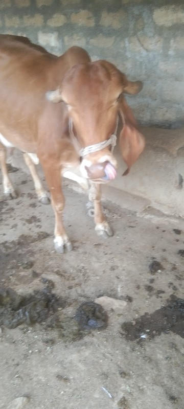 गाय