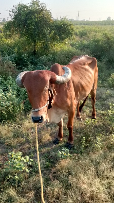 કામધેનુ