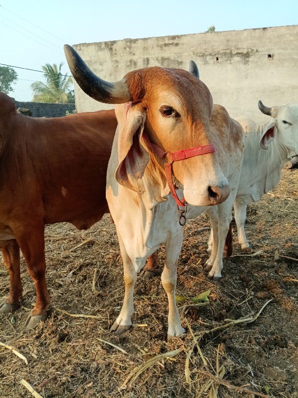 સાટા કરવા ના છે