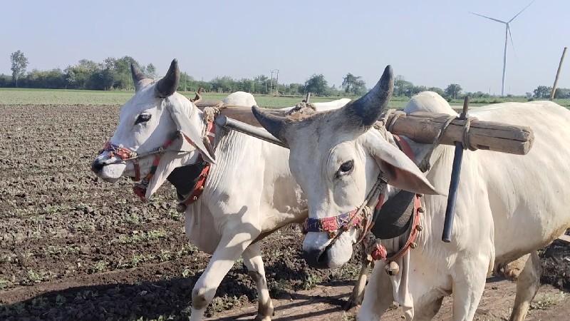 બળદ વેચવાના શે