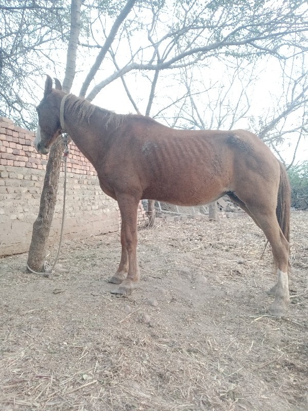 સાટા વશેરી લેવા...