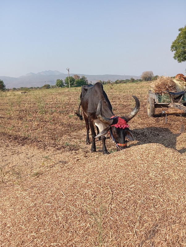 એક બરધ વેંચવાનો...