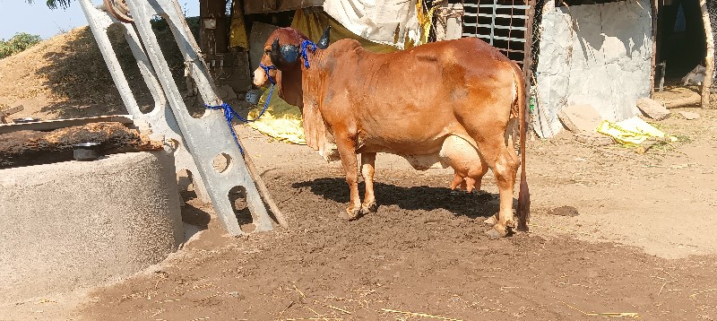 કામ ધેનુ ઓરીજનલ...