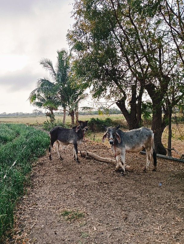 ગોઢલા