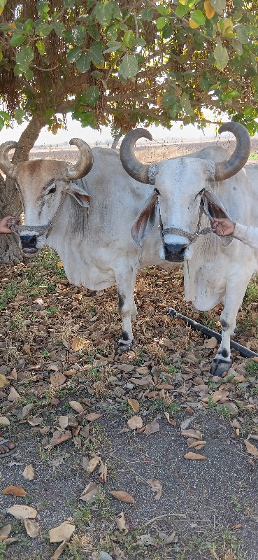 બડધ વેચવા ના છે