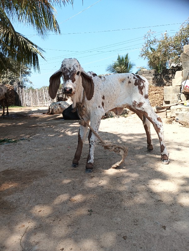 ગાય વેચવાની છે