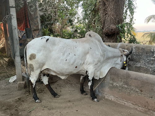 લીલળી ગાય વેચવા...