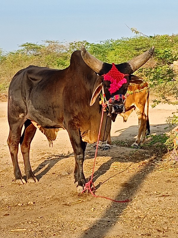 એક વાવણી કરેલ ફ...