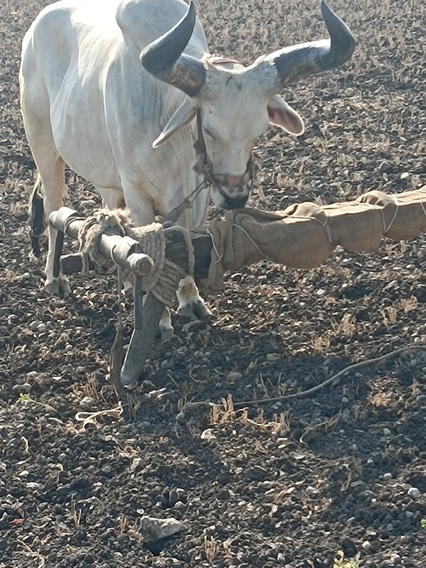 બળદ વેચવા નોસે