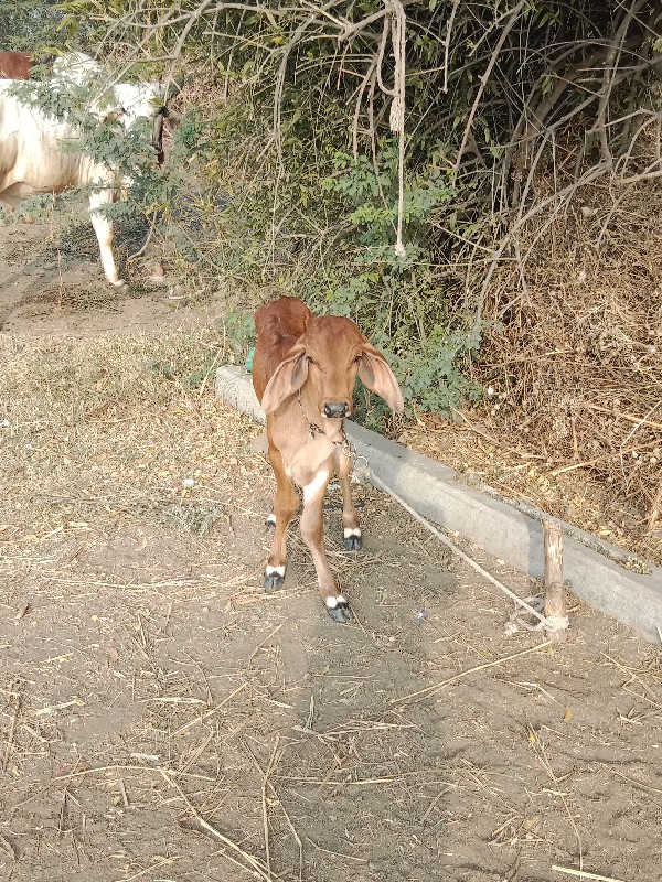 ગાય 🐄 વેચવાની છ...