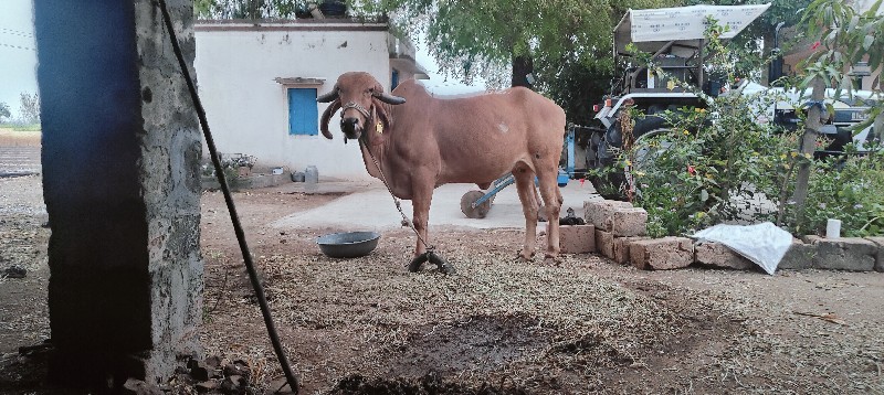 ગાય વેસવાનીહે