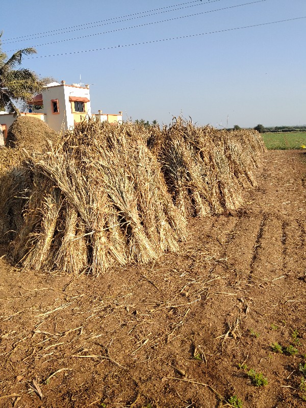 જુવારની સાર વેસ...