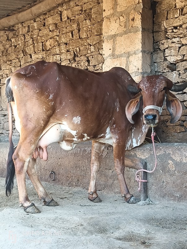 ગાય વેચવાની છે