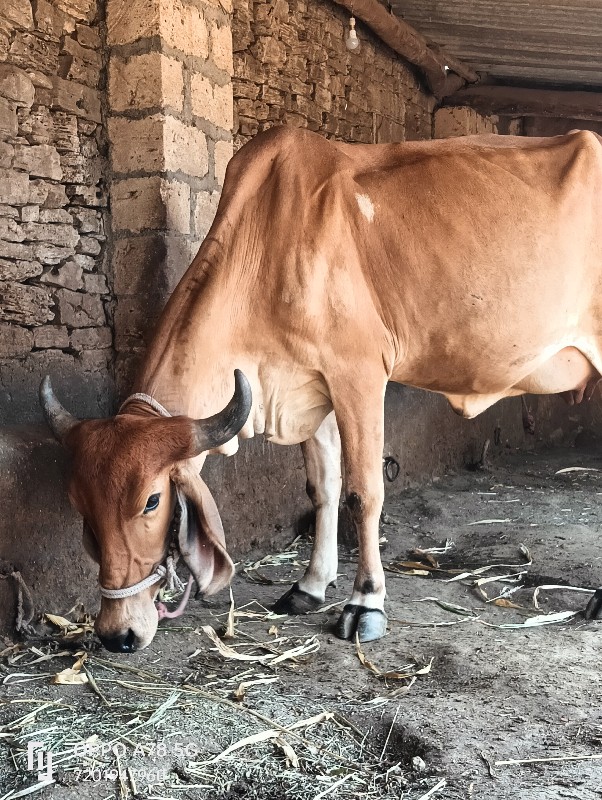 ગાય વેચવાની છે